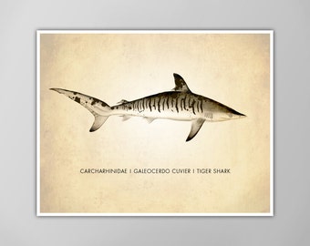 Tiger Shark Art Print - Natural History Poster - Scientific Decor - Nautical Wall Art