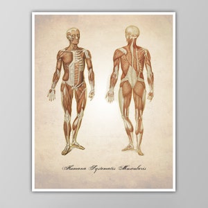 Muscular System Art Print - Muscles Diagram - Human Anatomy Illustration - Scientific Decor -Medical Drawing - Anatomy Poster