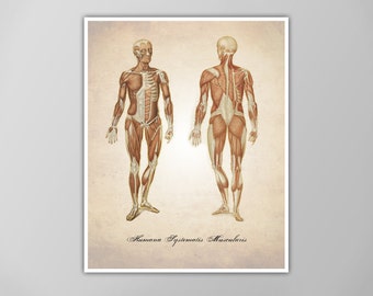 Muscular System Art Print - Muscles Diagram - Human Anatomy Illustration - Scientific Decor -Medical Drawing - Anatomy Poster