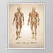 see more listings in the Human Anatomy Prints section