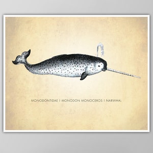Narwhal Art Print - Cartel de historia natural - Impresión científica - Criatura marina - Gráfico de ballenas - Giclee o lienzo