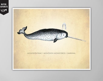 Narwhal Art Print - Natural History Poster - Scientific Print - Sea Creature - Whale Chart - Giclee or Canvas