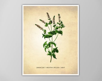 Mint Herb Art Print - Kitchen Decor - Botanical Poster - Cooking Wall Art