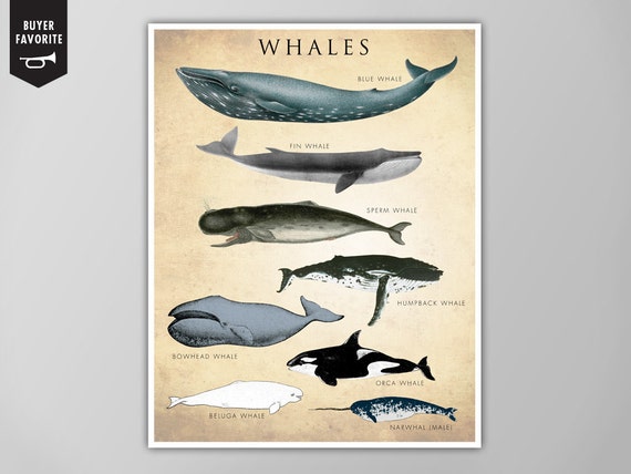 Whale Chart Species