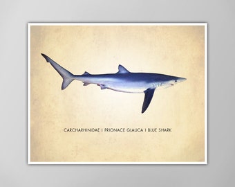 Blue Shark Art Print - Shark Poster - Natural History Wall Art - Scientific Decor - Giclee or Canvas!