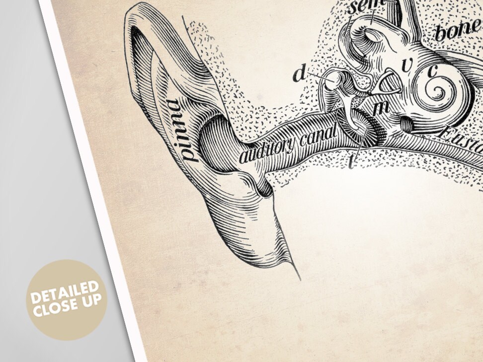 Human Ear Art Print - Ear Canal Diagram - Anatomy Wall Art - Doctor ...