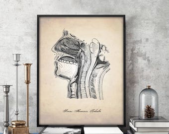 Sinus Cavity Diagram - Human Anatomy Art Print - Cross Section of Face - Anatomy Poster