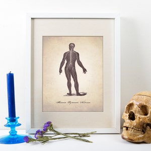 Central Nervous System Chart - Human Anatomy Art Print - Medical Illustration - Anatomy Wall Art