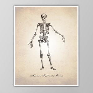 Skeletal System Human Anatomy Art Print - Human Anatomy Poster - Skeleton Wall Art - Skeletal System Diagram - Medical Drawing