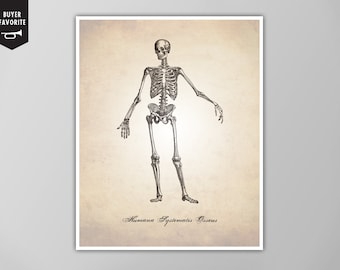 Skeletal System Human Anatomy Art Print - Human Anatomy Poster - Skeleton Wall Art - Skeletal System Diagram - Medical Drawing