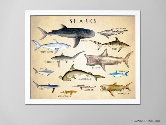 Shark Chart