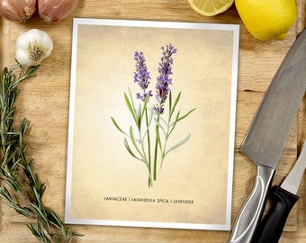 Lavender Herb Print - Cooking Decor - Art for Kitchen - Botanical Art - Herbs and Spices Poster