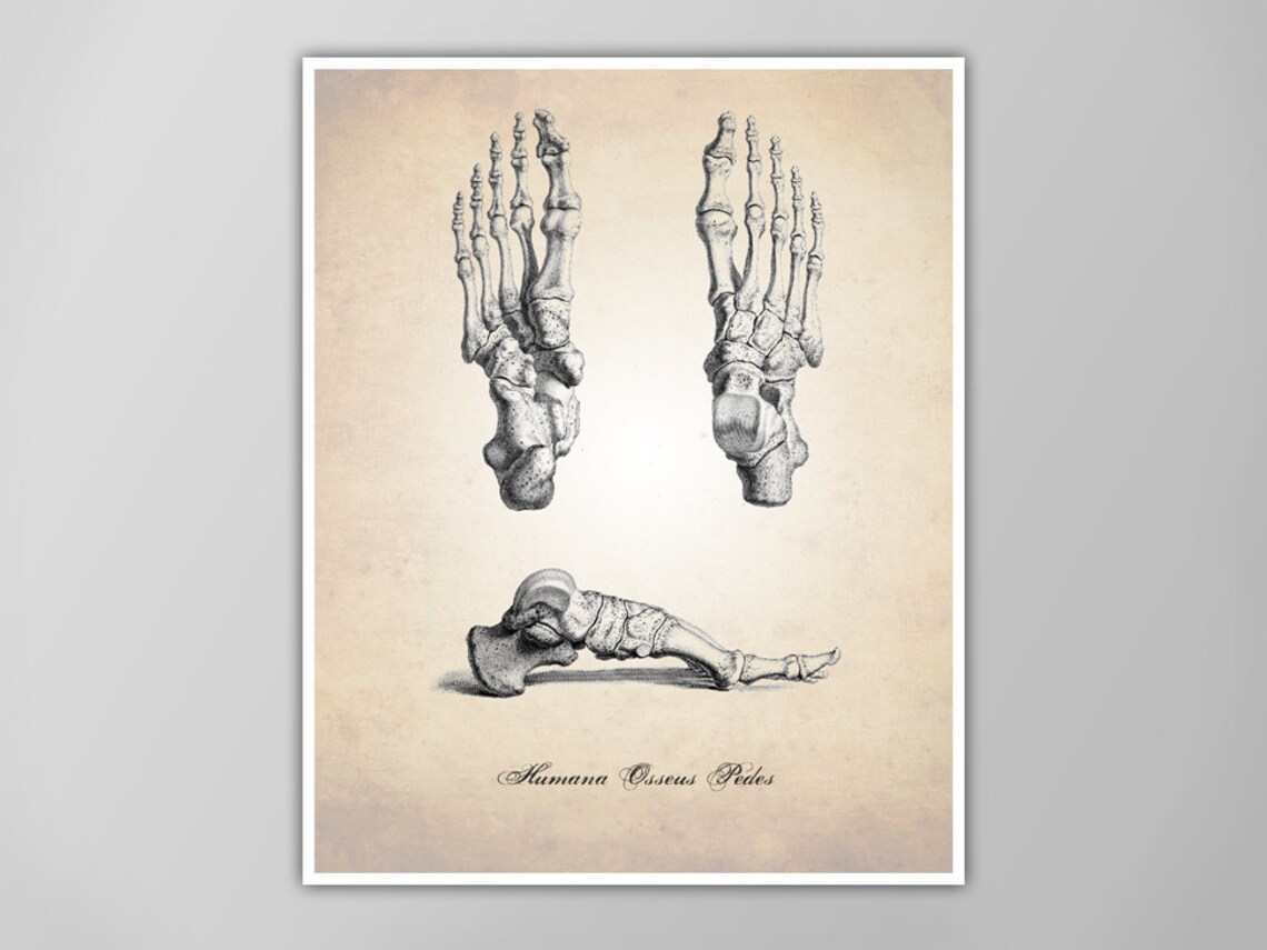 Human Anatomy Foot Art Print Human Anatomy Feet Drawing Etsy