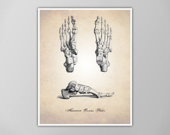 Human Anatomy Feet - Human Anatomy Art Print - Medical Illustration - Foot Diagram - Podiatrist Poster - Multiple Size Options!