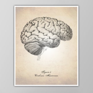 Human Brain Art Print - Brain Illustration - Medical Drawing - Human Anatomy Wall Art - Anatomy Decor - Giclee or Canvas!