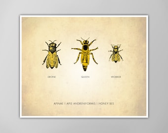 Lámina artística de abejas - Cuadro de abejas - Póster de historia natural - Abeja reina - Zángano - Abeja obrera - Decoración para el aula - Regalo para apicultor