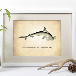 Hammerhead Art Print - Shark Poster - Natural History Decor - Giclee or Canvas Options!