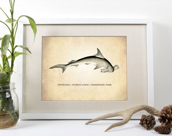 Hammerhead Art Print - Shark Poster - Natural History Decor - Giclee or Canvas Options!
