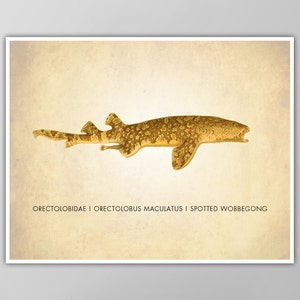 Wobbegong Art Print - Natural History Decor - Shark Print - Nautical Wall Art