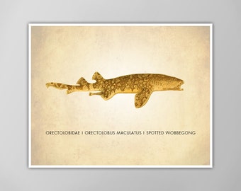 Wobbegong Art Print - Natural History Decor - Shark Print - Nautical Wall Art