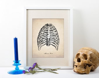 Human Rib Cage Art Print - Anatomy Drawing - Medical Illustration - Scientific Decor - Anatomy Wall Art