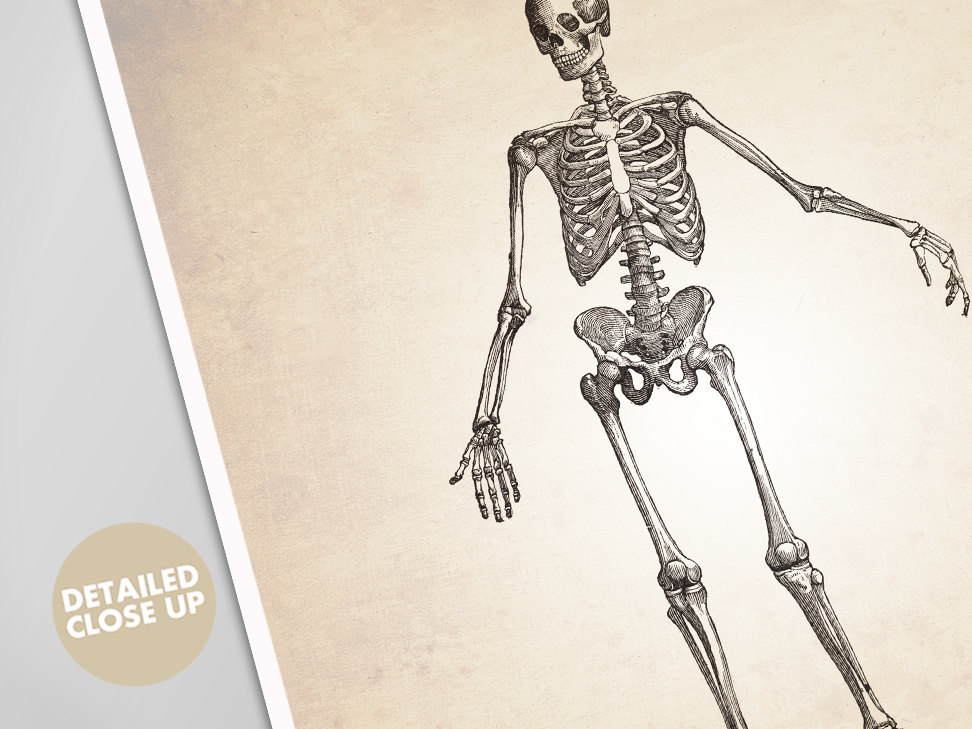 Skeletal System Human Anatomy Art Print - Human Anatomy Poster ...