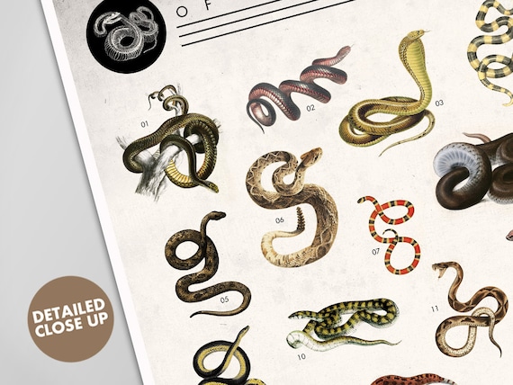 Snake Chart Print - Venomous Snakes Poster - Natural History Art
