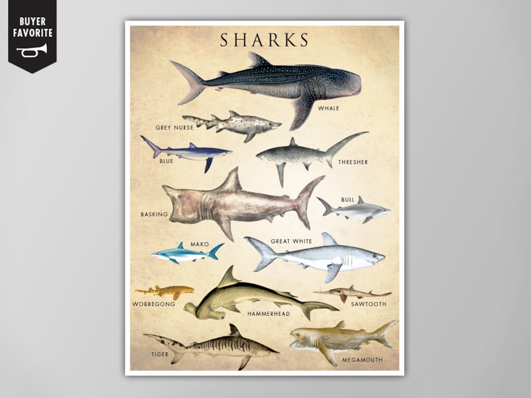 Shark Chart Art Print - Shark Poster - Natural History Wall Art ...