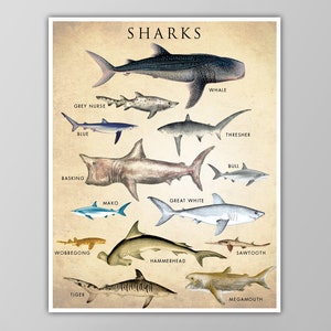 Shark Chart Art Print - Shark Poster - Natural History Wall Art - Species Chart - Nautical Decor - Giclee or Canvas!