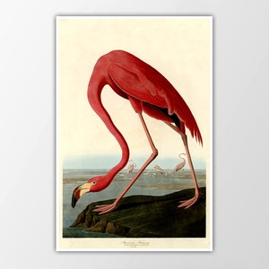 Flamingo Art Print - Audubon Print - Vintage Flamingo Reprint - Birds of America - John James Audubon Illustration - Giclee or Canvas!