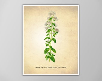 Basil Herb Art Print - Kitchen Decor - Culinary Poster - Herbs and Spices Wall Art - Cooking Print - Food and Drink Art - Giclee or Canvas
