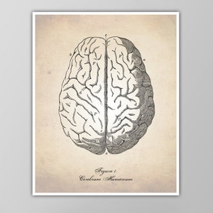 Brain Print - Human Anatomy Illustration - Medical Drawing - Human Anatomy Art Print