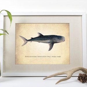 Whale Shark Art Print - Natural History Poster - Choose Any Size!