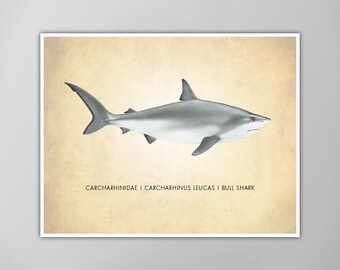 Bull Shark Art Print - Natural History Decor - Scientific Wall Art - Shark Poster