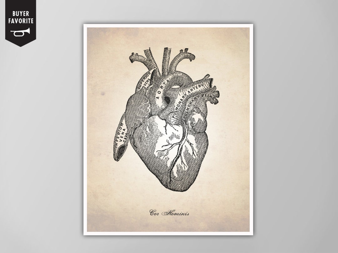 Human Heart Print Human Anatomy Art Print Anatomy Drawing Cardiology