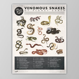 Snake Chart Print Venomous Snakes Poster Natural History Art Reptile Art Print Giclee or Canvas X-Large Sizes Available image 1