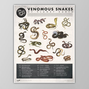 Snake Chart Print - Venomous Snakes Poster - Natural History Art - Reptile Art Print - Giclee or Canvas - X-Large Sizes Available
