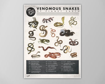 Snake Chart Print - Venomous Snakes Poster - Natural History Art - Reptile Art Print - Giclee or Canvas - X-Large Sizes Available