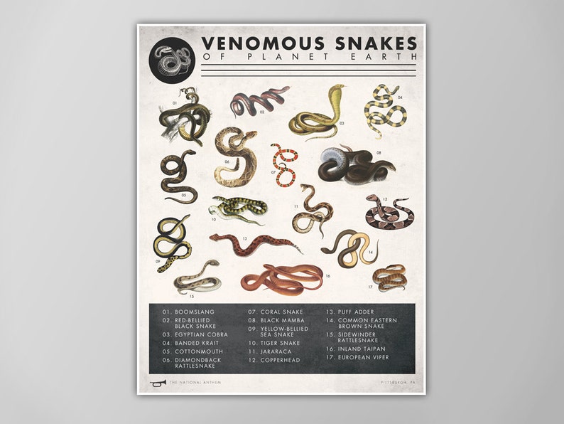 Snake Chart Print Venomous Snakes Poster Natural History Art Reptile Art Print Giclee or Canvas X-Large Sizes Available image 1