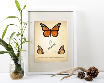 Monarch Butterfly Art Print - Natural History Poster - Scientific Wall Art - Classroom Decor