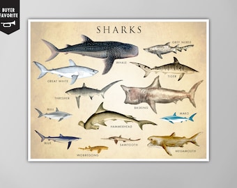 Shark Chart Art Print - Natural History Poster - Kids Room Wall Art - Science Decor - Shark Print - Giclee or Canvas!