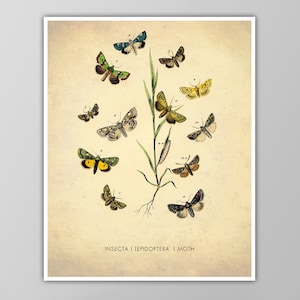 Moth Art Print - Natural History Poster - Moth Species Chart - Insect Illustration - Entomology Art