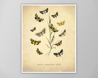 Moth Art Print - Natural History Poster - Moth Species Chart - Insect Illustration - Entomology Art