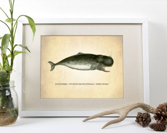Sperm Whale Print - Natural History Wall Art - Scientific Art - Nautical Decor - Whale Poster