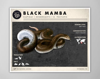 Snake Art Print - Black Mamba Poster - Natural History Decor - Scientific Wall Art - X-Large Size Options!