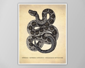 Rattlesnake Art Print - Natural History Art - Snake Poster - Reptile Wall Art - Science Classroom Decor - Giclee or Canvas!