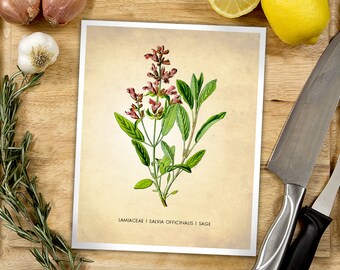 Sage Herb Print - Kitchen Art - Herbs and Spices Poster - Vintage Herb Illustration - Food and Drink - Dining Room Wall Art