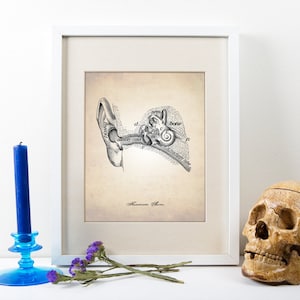 May include: A vintage anatomical illustration of the human ear, showing the inner, middle, and outer ear. The illustration is printed on a cream-colored paper and framed in a white frame.