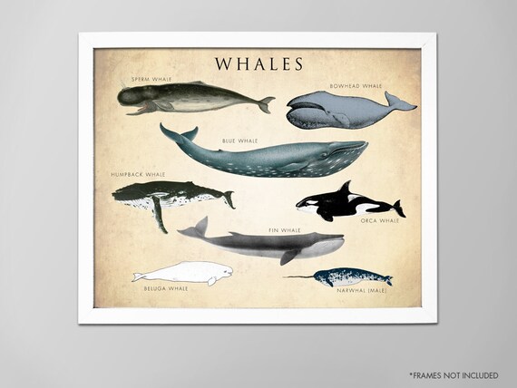 Whale Chart Poster