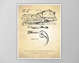 Velociraptor Skull Art Print - Dinosaur Print - Natural History Poster - Raptor Skull and Claw Wall Art - Dinosaur Print for Kids Room